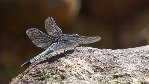 A single blue dragonfly is resting on a stone beside a stream. Stock Footage 340469894