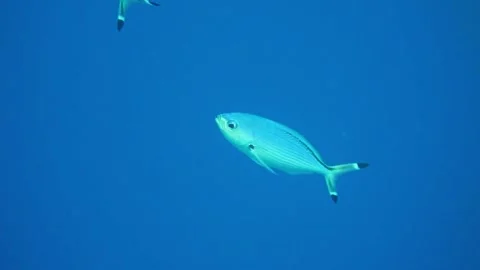 Single Blue Fish Swimming in Open Ocean in red sea. Stock Footage 316574245