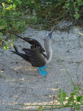 A single blue footed booby in a mating dance pose Stock Photos