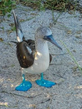 A single Blue Footed Booby standing own the sand in the Galapagos Islands Stock Photos