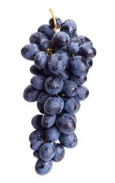 Single blue grape cluster Stock Photos