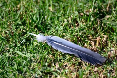 Single blue-grey feather rests on vibrant green grass Stock Photos