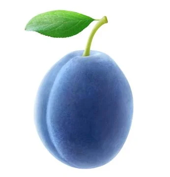 Single blue plum hanging on a stem with leaf isolated on white Foto stock
