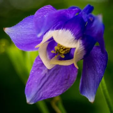 Single Blue-Purple Aquilegia Flabellata Ministar Blossom Close-up Stock Photos