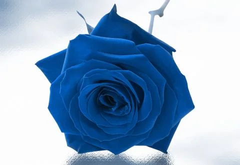 Single blue rose Stock Photos