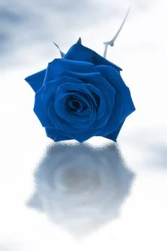 Single blue rose Stock Photos