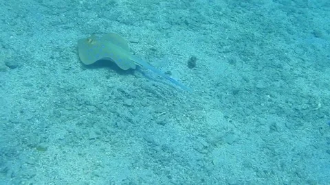 Single blue spotted stingray at the seabed while diving Stock Footage 151085579