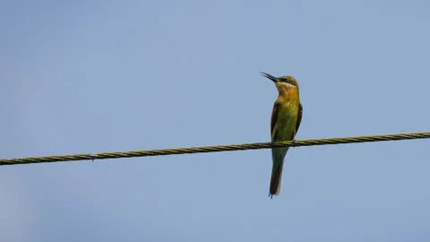 Single blue tailed bee-eater bird sitting on power line Stock Photos