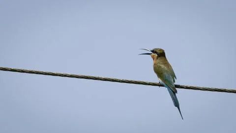 Single blue tailed bee-eater bird sitting on power line Stock Photos