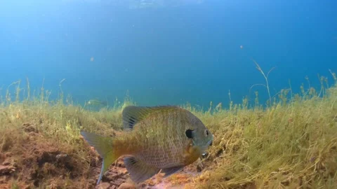 A single bluegill swims over spawning bed in front of camera in clear water Stock Footage 231151358