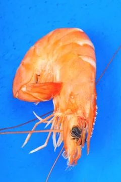 Single boiled shrimp Stock Photos