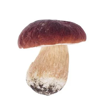 Single boletus isolated on white background. Studio Photo. Stock Photos