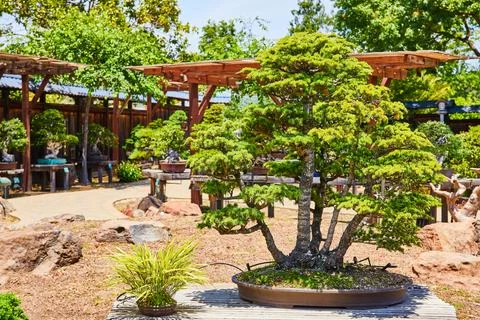 Single bonsai tree with five separate tree trunks in small planter in Japanese Stock Photos