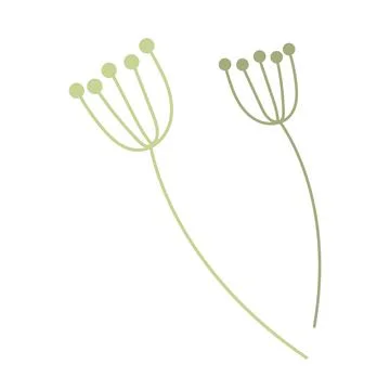 Single botanical element isolated on white background. Stock Illustration