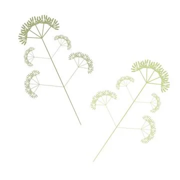 Single botanical element isolated on white background. Stock Illustration