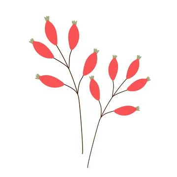 Single botanical element isolated on white background. Stock Illustration