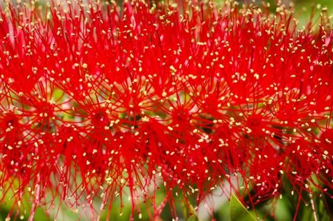 A single bottle brush flower Stock Photos