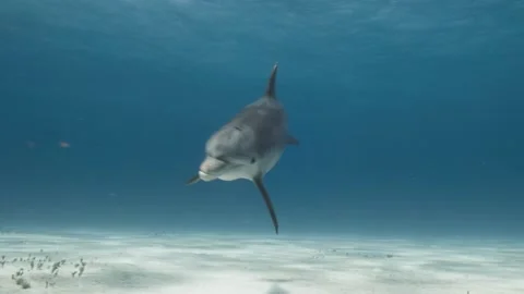 A single Bottlenose Dolphin swims twoards camera Stock Footage 298797331