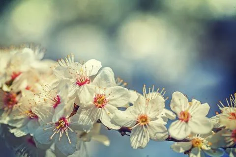 Single branch of blossoming cherry tree floral spring background instagram stile Foto stock