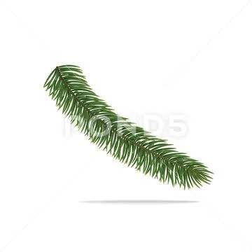 Single branch of Christmas tree. Vector object on white Stock Illustration