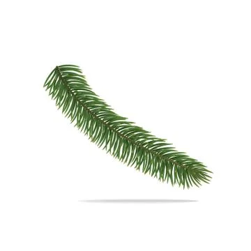 Single branch of Christmas tree. Vector object on white Stock Illustration