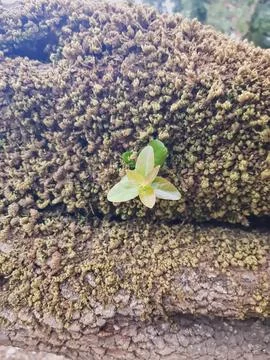 A single branch emerges from a tree trunk surrounded by patches of soft moss Stock Photos