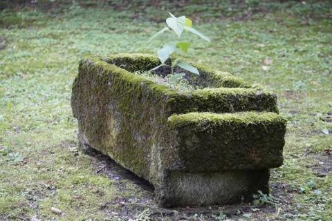 A single branch of a flower grows from a bed that is covered with moss. desol Stock Photos