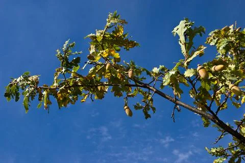 Single branch of oak Stock Photos