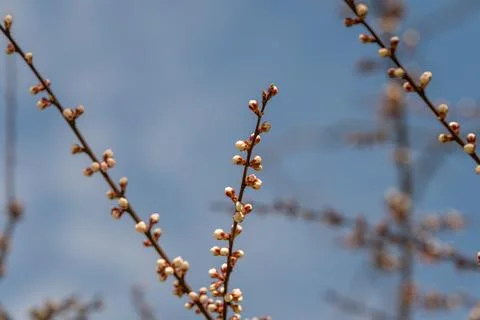 Single branch uplift. Lone sprig as ascent symbol. Solitary stick points sk.. Stock Photos