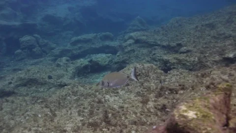 Single bream (Diplodus sargus sargus) 스톡 동영상 70806601