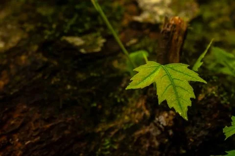 Single Bright Green Leaf Stands Out Against Dark Forest Background Foto stock
