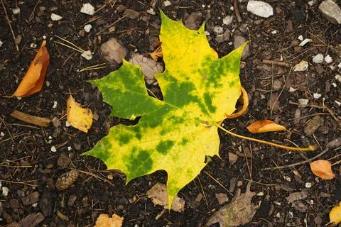 Single Bright Maple Leaf with Green and Yellow Spots on Dark Soil with Pebb.. Stock Photos