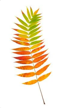 Single bright multi-colored leaf of ashberry painted in a palette of autumn c Stock Photos