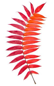 Single bright multi-colored leaf of ashberry painted in a palette of autumn c 스톡 사진