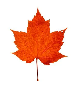 A single bright orange colored maple leaf with signs of fall decay including a r Stock Photos