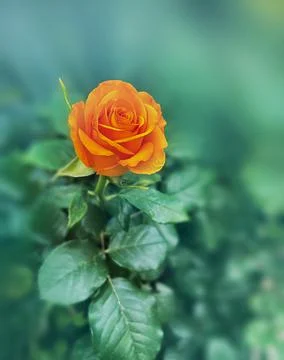Single Bright Orange Rose Stock Photos