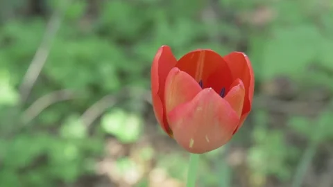 A single bright orange Tulip in full bloom contrasting with green backdrop Stock Footage 194787393