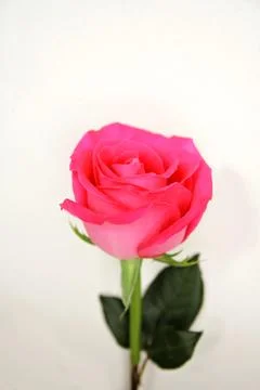Single Bright Pink Tea Rose Isolated on White Background Stock Photos