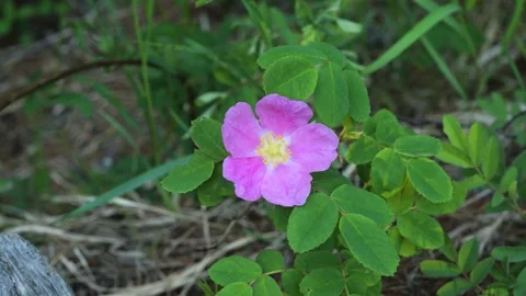 Single bright pink wild rose with green leaves in the background. Stock Footage 133007367