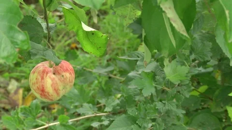 Single Bright Red Apple on a Branch. Stock Footage 116616254