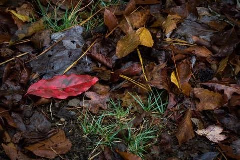 Single bright red leaf in wet leaf litter over tufts of grass Stock Photos