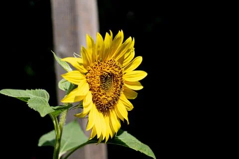 Single Bright Sunflower Isolated on a Dramatic Black Background Stock Photos