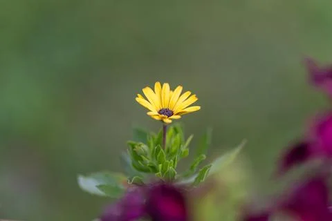 A single bright yellow flower rises gracefully above lush greenery and vibran Fotos Stock