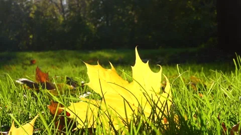 A single bright yellow maple leaf peacefully rests on a bed of fresh green .. Stock Footage 321918187