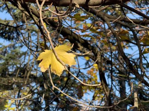 Single bright yellow maple leaf on tree branch in autumn light Stock Photos