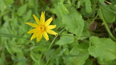 A single bright yellow wildflowers covered in rain on a background of green. Stock Footage 150457216