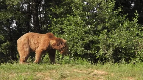 Single brown bear moving through forest clearing in a remote natural habitat Vídeos de archivo 333761263