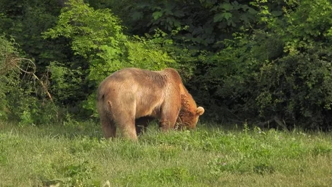 Single brown bear moving through forest clearing in a remote natural habitat 스톡 동영상 333822863