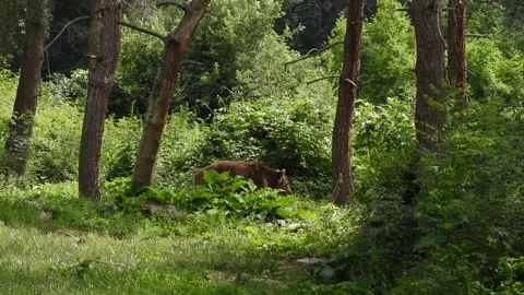 Single brown bear moving through forest clearing - Wild Mammal and Free Animal Stock Footage 339729848