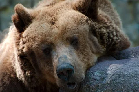 Single brown bear 写真素材